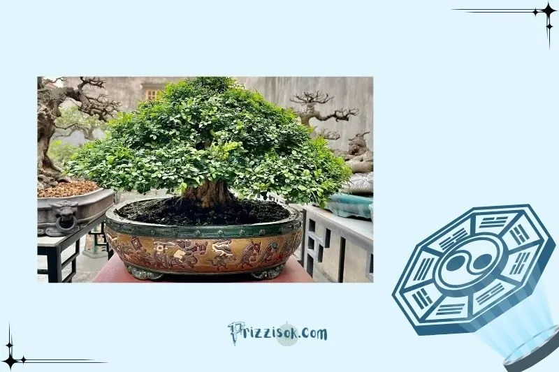 Hướng đặt cây nguyệt quế phong thủy để thu hút may mắn