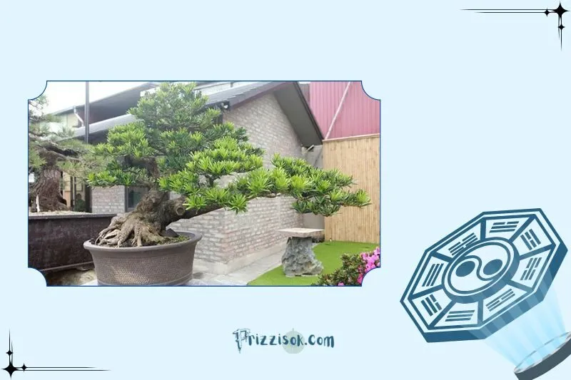 Khái niệm về cây Tùng La Hán