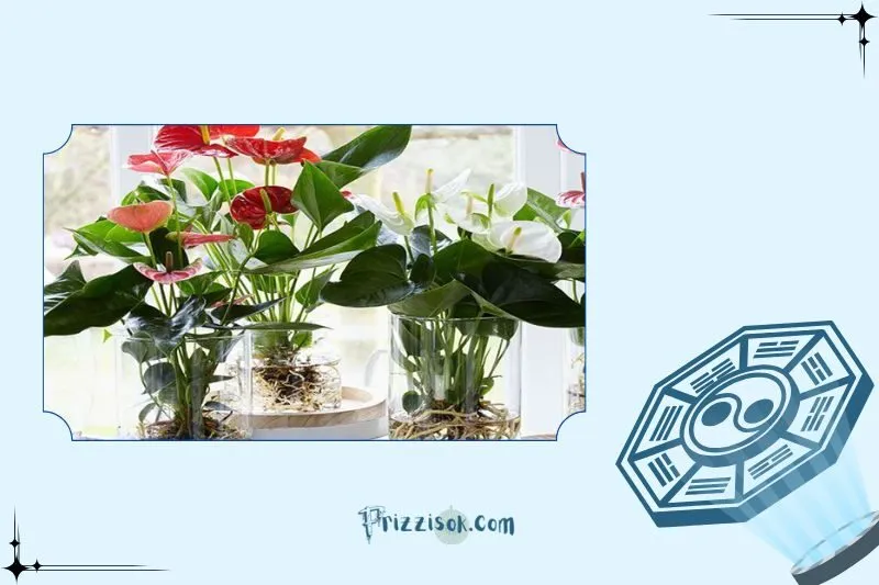 Mua cây hồng môn phong thủy ở đâu? Giá bao nhiêu?