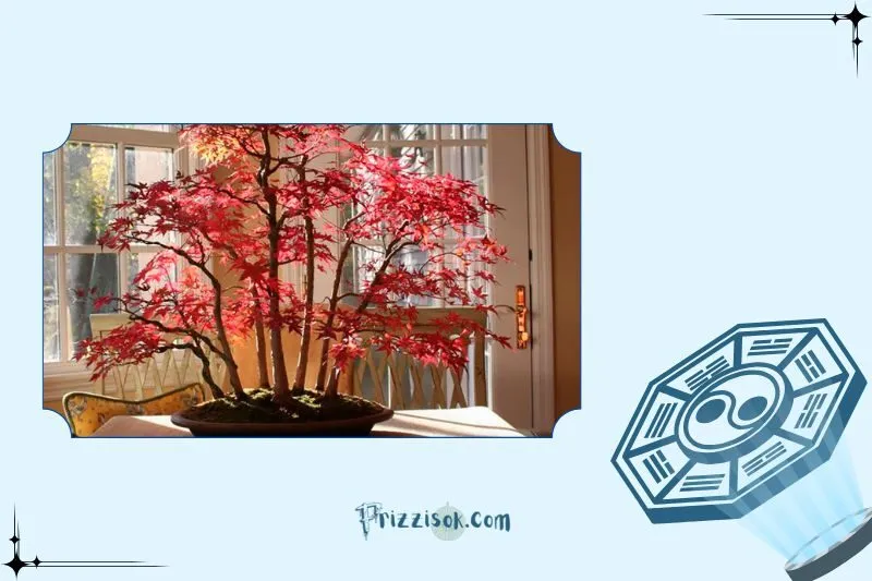Mua cây phong lá đỏ ở đâu? Giá cây phong lá đỏ trên thị trường