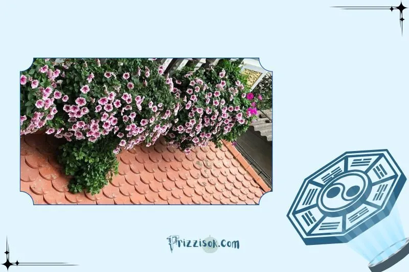 Nên đặt cây hoa dạ yến thảo ở đâu để hợp phong thủy?