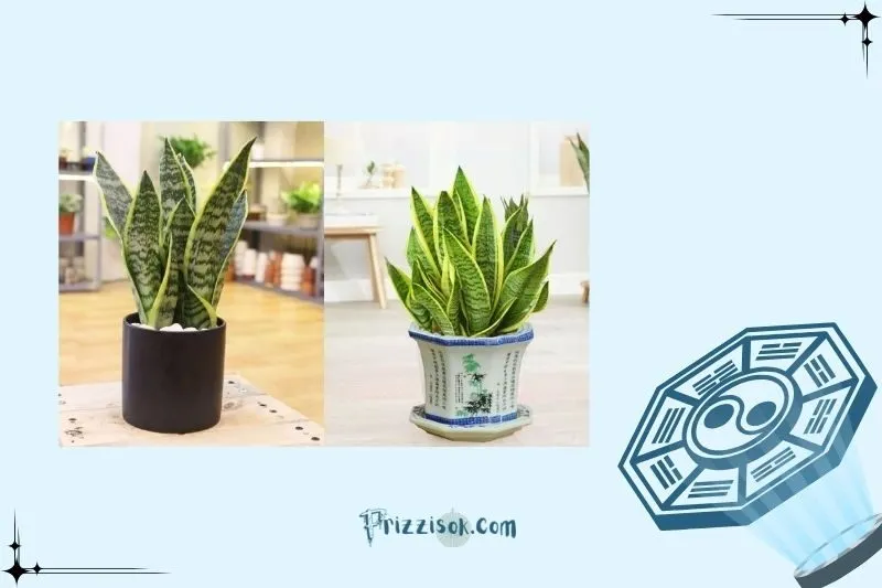 Những lưu ý quan trọng khi chăm sóc cây lưỡi hổ