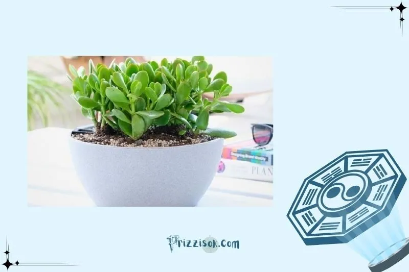 Phân bón và phòng sâu bệnh