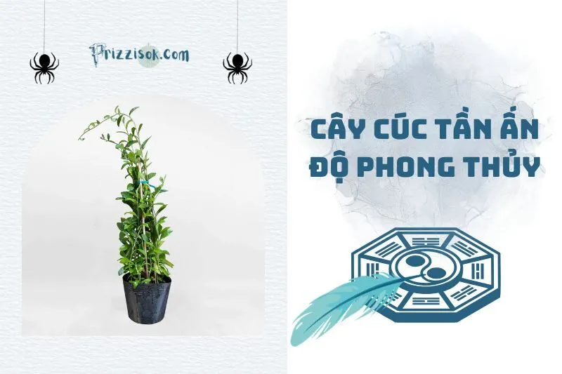 Tại Sao Cây Cúc Tần Ấn Độ Phong Thủy Được Ưa Chuộng? 2025