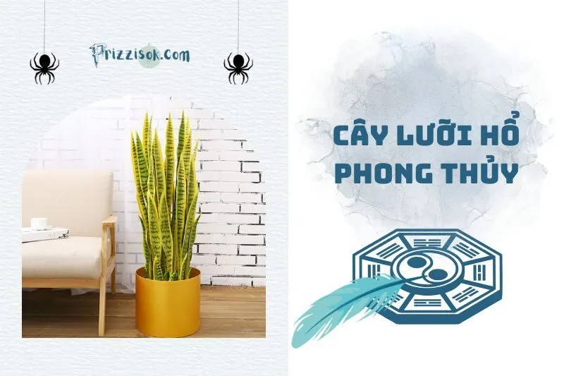 Tại sao cây lưỡi hổ phong thuỷ được ưa chuộng 2025