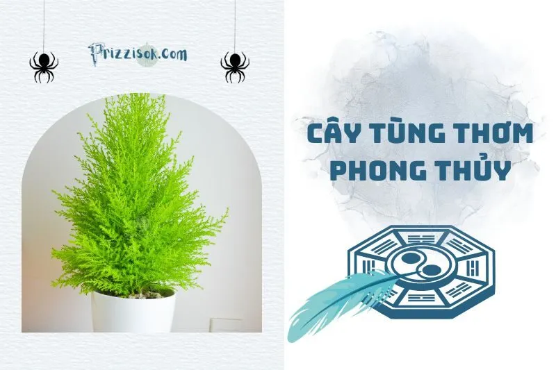 Tại sao cây tùng thơm phong thủy được ưa chuộng 2025