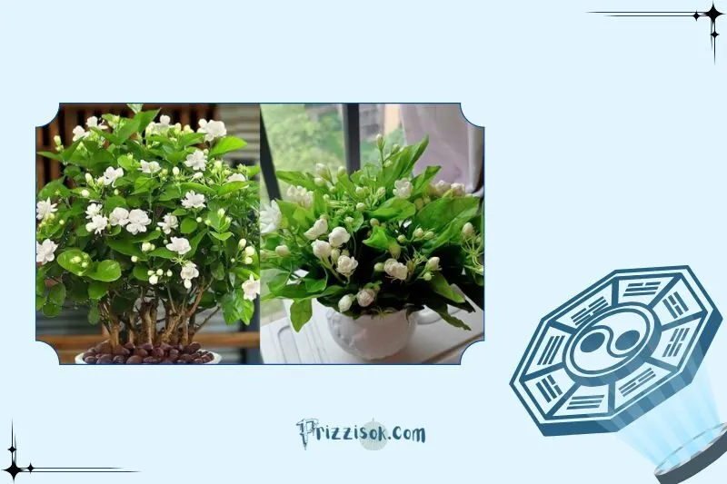 Vị trí đặt cây hoa nhài theo phong thủy