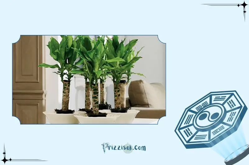 Vị trí đặt cây thiết mộc lan giúp thu hút tài lộc