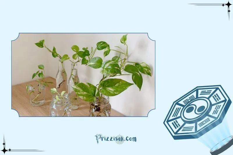 Vị trí đặt cây trầu bà hợp lý để thu hút tài lộc