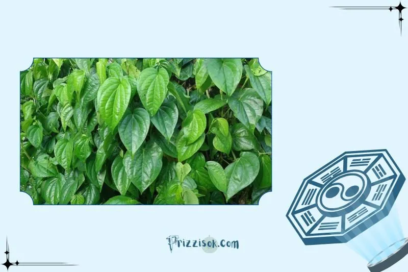 Vị trí đặt cây trầu không hợp phong thủy