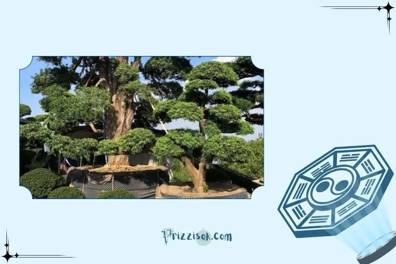 Vị trí đặt cây tùng la hán hợp lý trong không gian sống