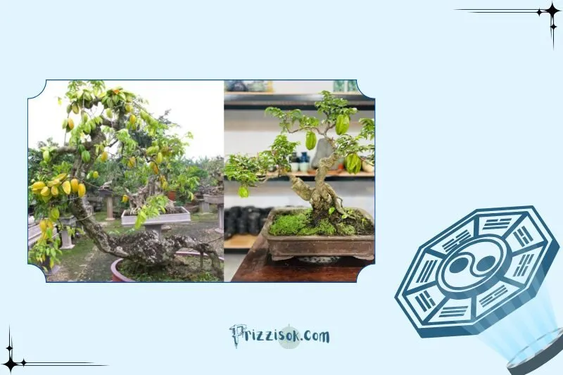 Vị trí trồng cây khế để hợp phong thủy