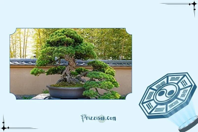 Ý nghĩa phong thủy của các dáng cây bonsai