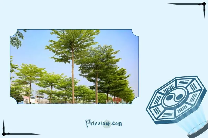Ý nghĩa phong thủy của cây bàng Đài Loan