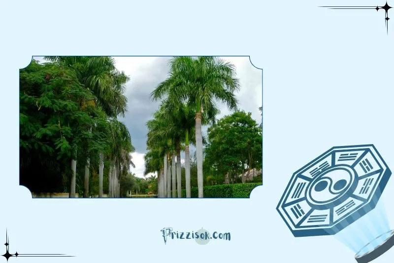 Ý nghĩa phong thủy của cây cau vua