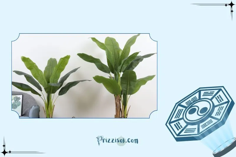 Ý nghĩa phong thủy của cây chuối cảnh