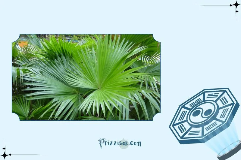 Ý nghĩa phong thủy của cây cọ cảnh