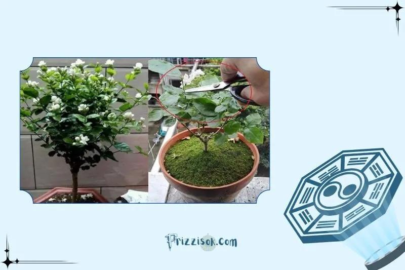Ý nghĩa phong thủy của cây hoa nhài