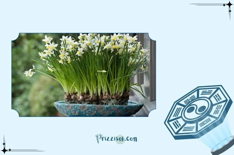 Ý nghĩa phong thủy của cây hoa thủy tiên