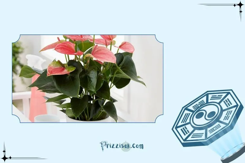 Ý nghĩa phong thủy của cây hồng môn
