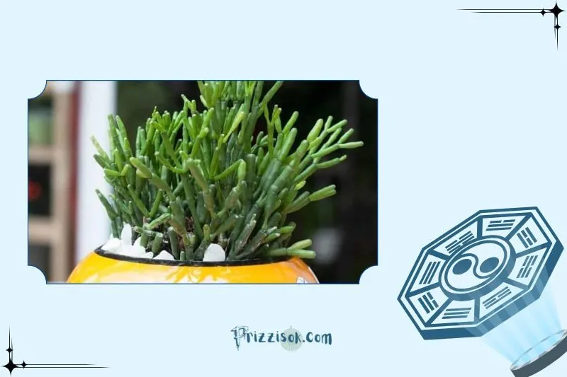 Ý nghĩa phong thủy của cây lộc nhung