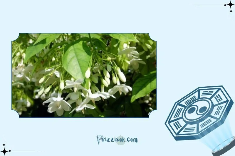 Ý nghĩa phong thủy của cây mai chiếu thủy
