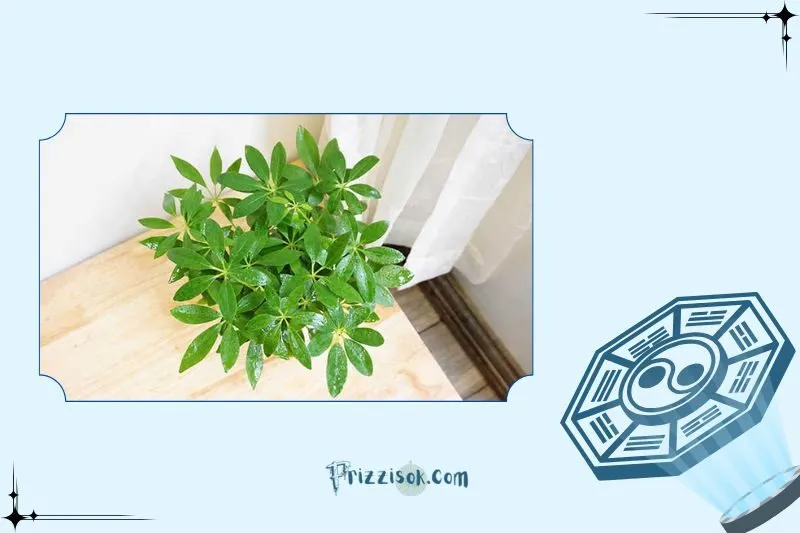 Ý nghĩa phong thủy của cây ngũ gia bì