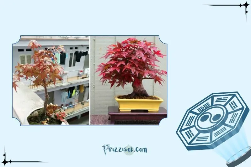 Ý nghĩa phong thủy của cây phong lá đỏ