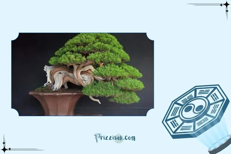 Ý nghĩa phong thủy của cây Tùng Bồng Lai