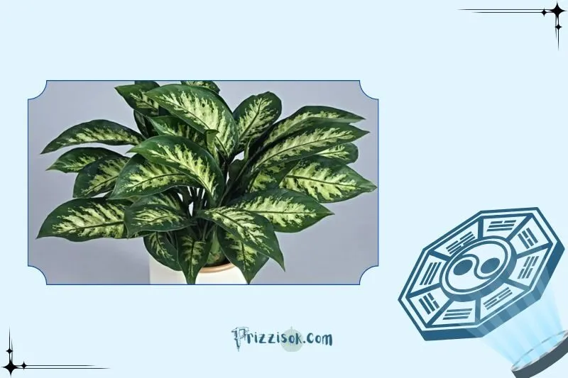 Ý nghĩa phong thủy của cây vạn niên thanh