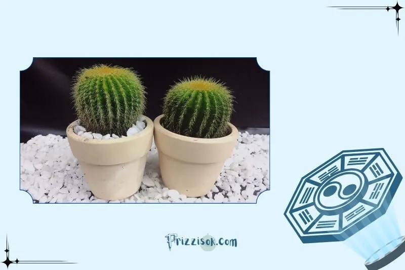 Ý nghĩa phong thủy của cây xương rồng