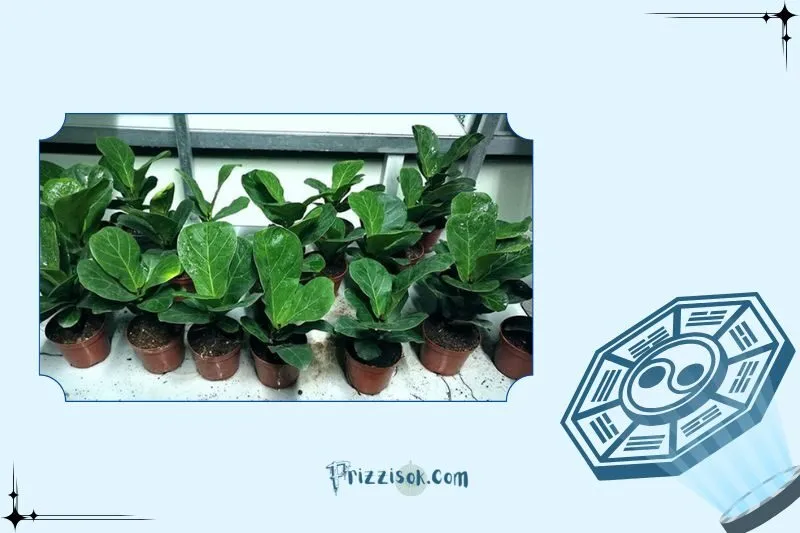 Ý nghĩa phong thủy và công dụng