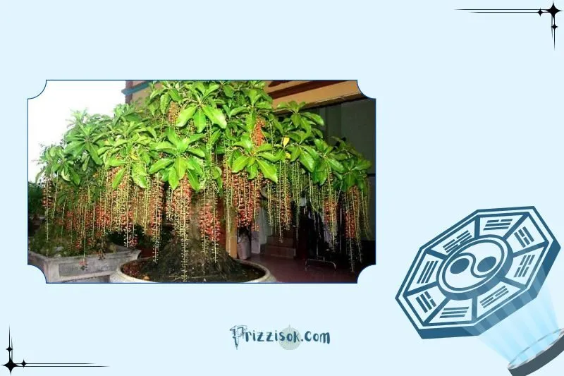 Ý nghĩa phong thủy và công dụng