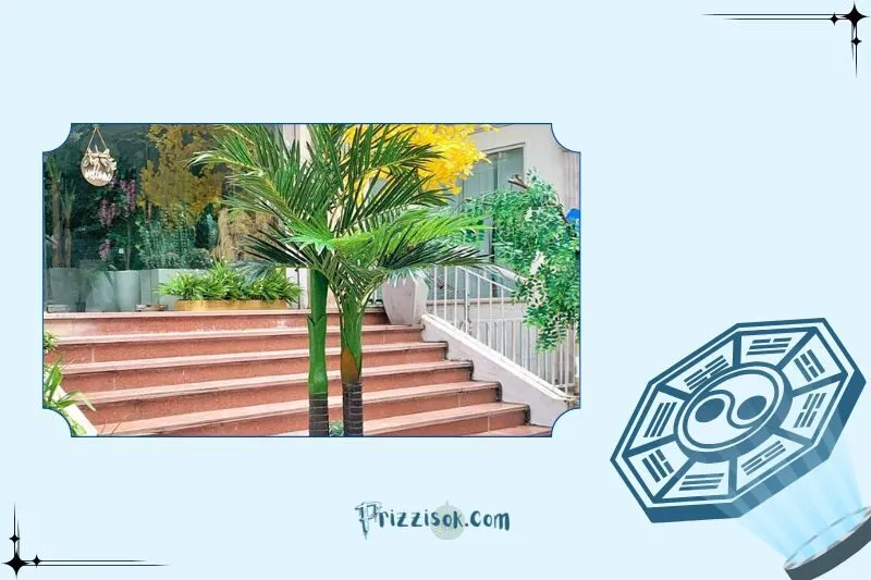 Ý nghĩa phong thủy và công dụng của cây dừa cảnh