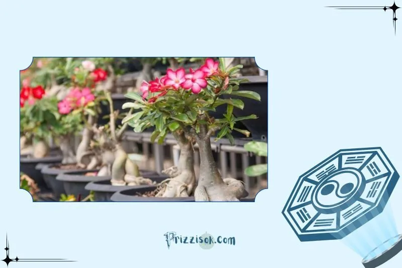 Ý nghĩa phong thủy và công dụng của cây sứ Thái