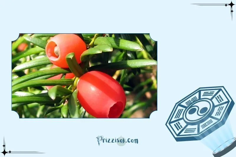 Ý nghĩa phong thuỷ và công dụng của cây thông đỏ