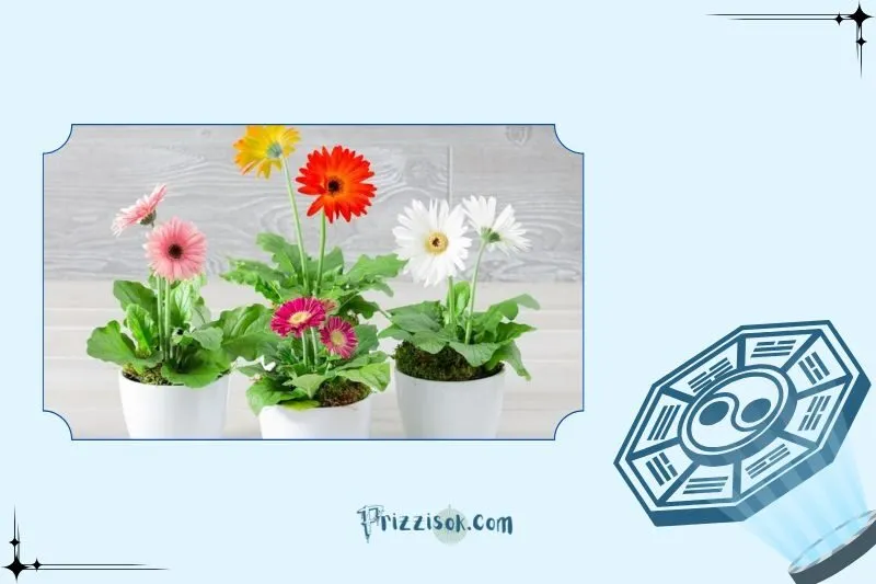 Ý nghĩa phong thủy và công dụng của hoa đồng tiền