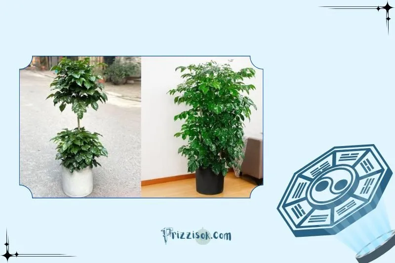 Ý nghĩa phong thuỷ và công dụng